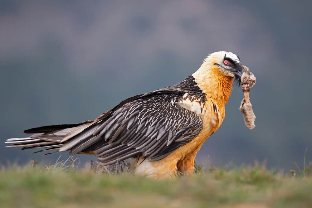 Gypaetus barbatus