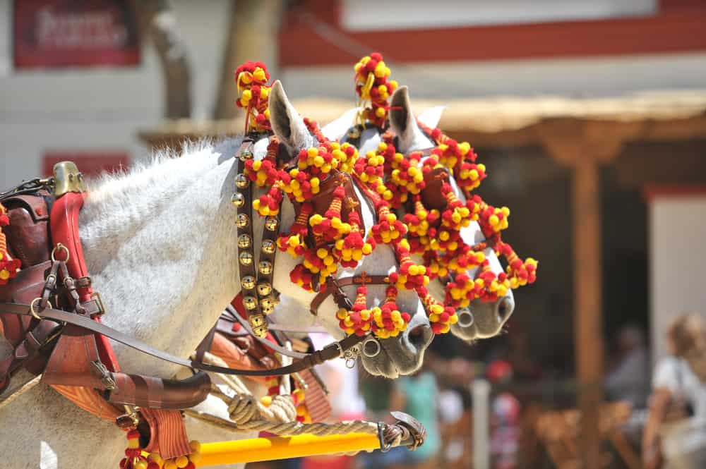 Heste i Jerez de la Frontera