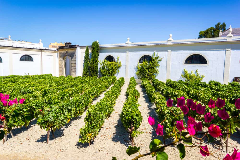 Vinmark i Jerez de la Frontera