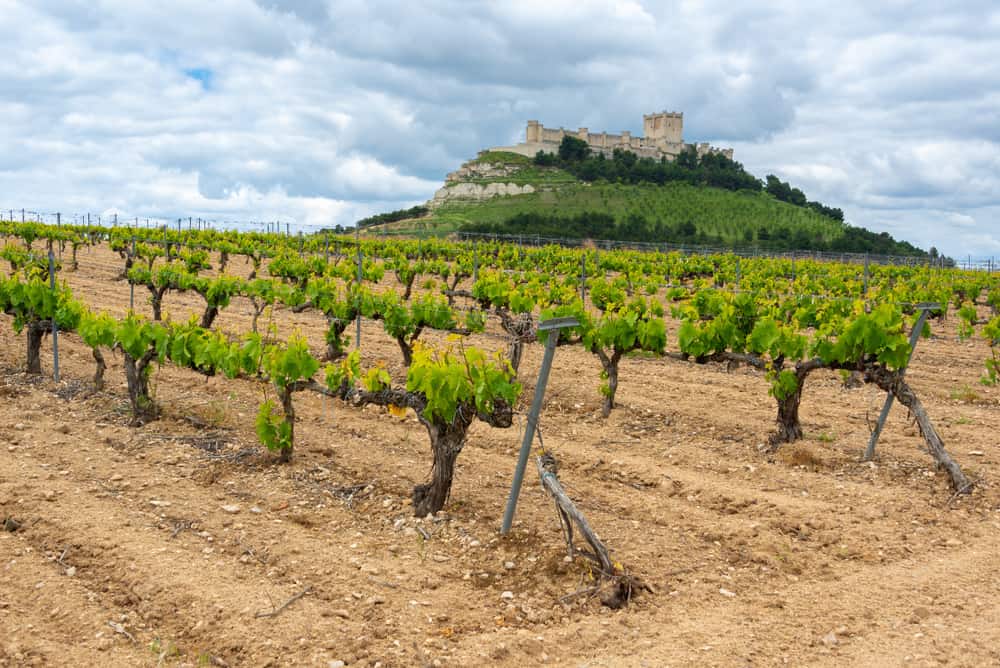 Vinmark i Peñafiel